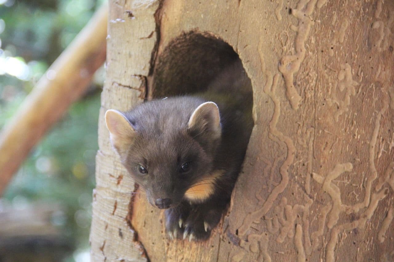Marder (Martes spp. (z. B. Steinmarder Martes foina, Baummarder Martes martes)) – Übersichtseintrag