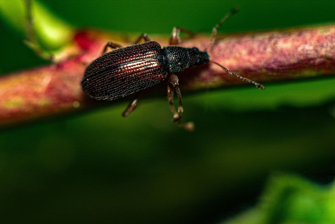Gemeiner Mehlkäfer (Tenebrio molitor) – Übersichtseintrag