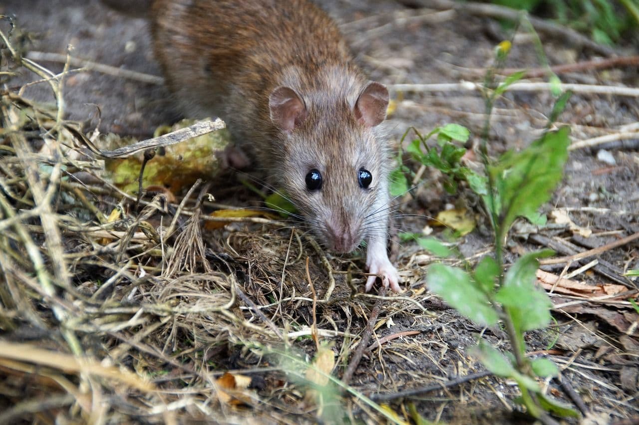 Hausratte (Rattus rattus) – Übersichtseintrag