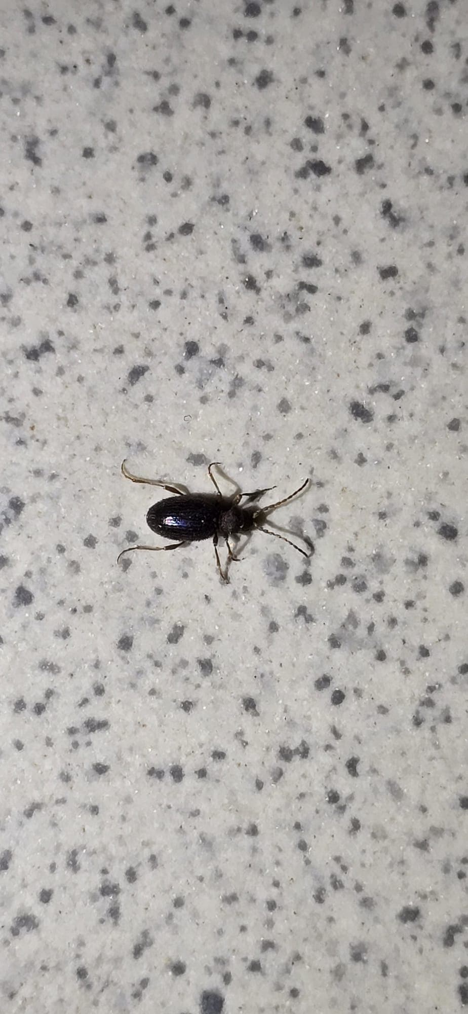 Gelbbrauner Diebkäfer (Ptinus clavipes) – Übersichtseintrag