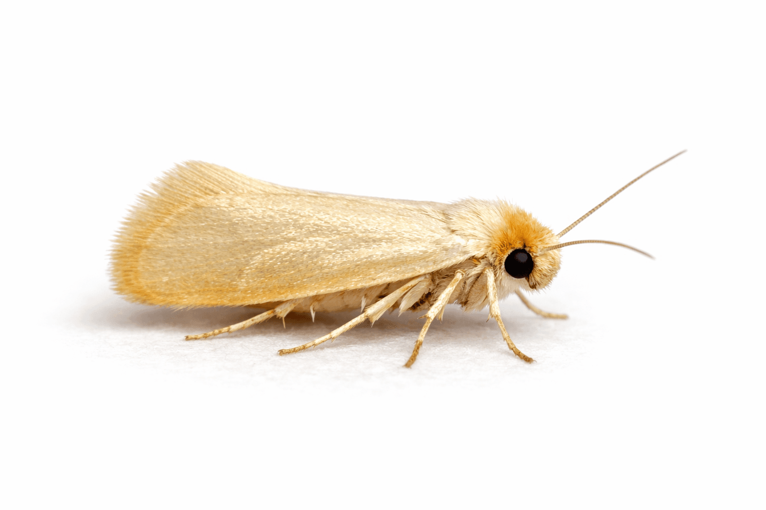 Kleidermotte (Tineola bisselliella) – Übersichtseintrag