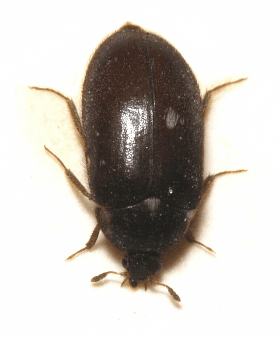 Gemeiner Pelzkäfer (Attagenus pellio) – Übersichtseintrag